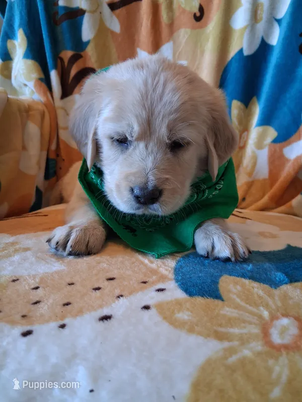 Mr Green  – Golden Retriever puppy for sale in Hillsboro, KS