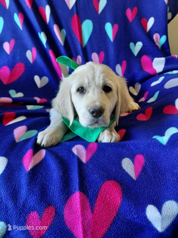 Mr Green  – Golden Retriever puppy for sale in Hillsboro, KS
