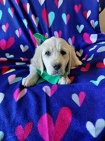 Mr Green , a male Golden Retriever for sale in Hillsboro, KS – Photo 1 of 9