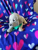 Mr Green , a male Golden Retriever for sale in Hillsboro, KS – Photo 5 of 9