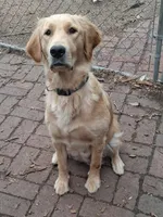 Mr Green , a male Golden Retriever for sale in Hillsboro, KS – Photo 6 of 9
