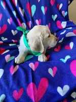 Mr Green , a male Golden Retriever for sale in Hillsboro, KS – Photo 2 of 9