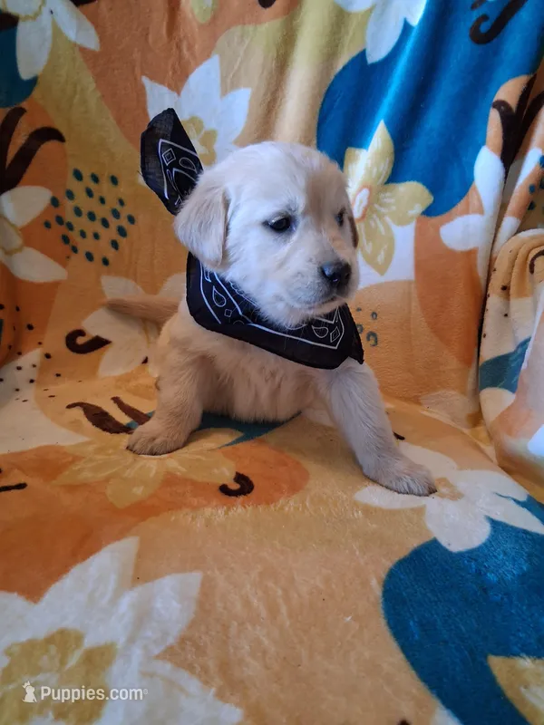 Mr Black  – Golden Retriever puppy for sale in Hillsboro, KS