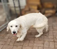 Mr Blue , a male Golden Retriever for sale in Hillsboro, KS – 3 of 5