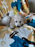 Miss Yellow. , a female Golden Retriever for sale in Hillsboro, KS – Photo 4 of 8