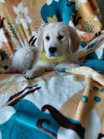 Miss Yellow. , a female Golden Retriever for sale in Hillsboro, KS – Photo 2 of 8