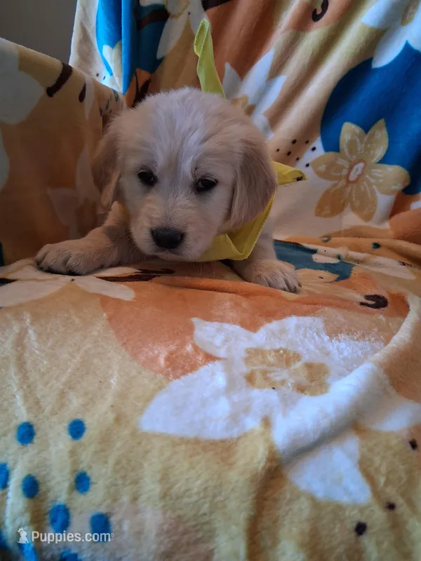 Miss Yellow.  – Golden Retriever puppy for sale in Hillsboro, KS
