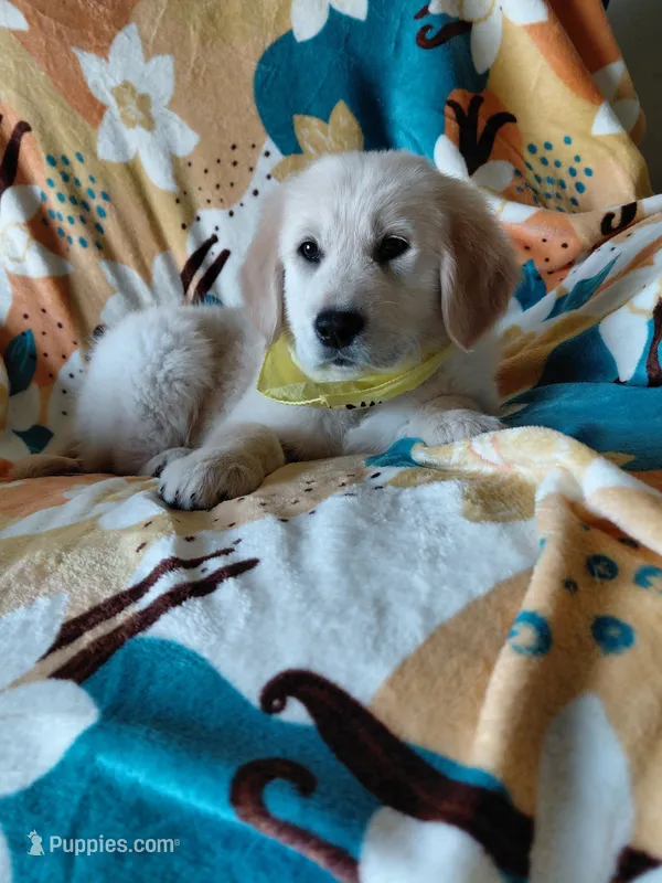 Miss Yellow.  – Golden Retriever puppy for sale in Hillsboro, KS