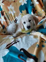 Miss Yellow. , a female Golden Retriever for sale in Hillsboro, KS – Photo 3 of 8