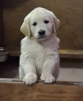 Mr Blue , a male Golden Retriever for sale in Hillsboro, KS – 4 of 5