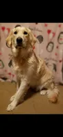 Mr Blue , a male Golden Retriever for sale in Hillsboro, KS – 2 of 5
