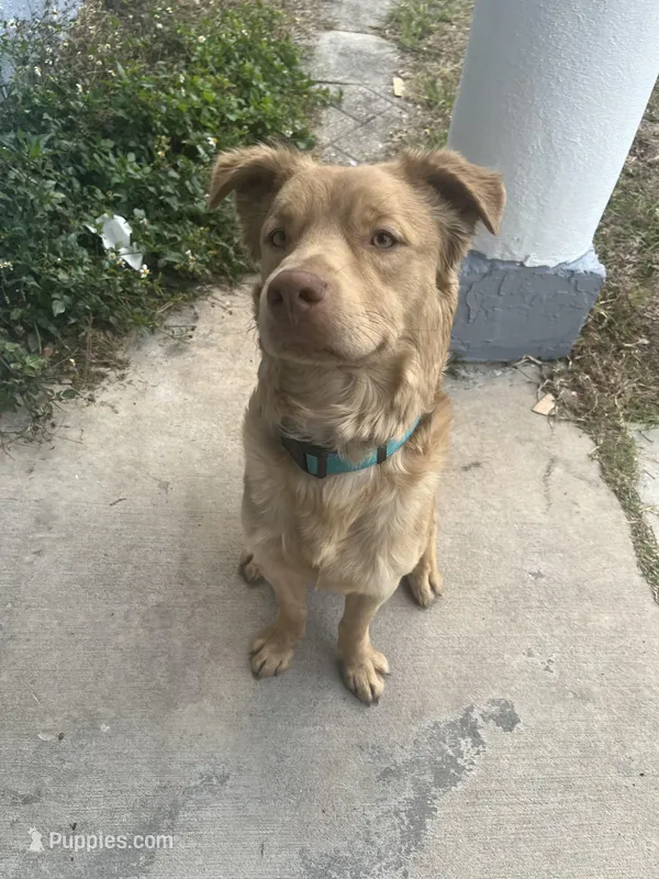 Simba  – Chow Chow, Golden Retriever puppy for sale in Tampa, FL