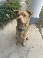 Simba , a male Chow Chow and Golden Retriever for sale in Tampa, FL – Photo 1 of 5