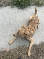 Simba , a male Chow Chow and Golden Retriever for sale in Tampa, FL – Photo 5 of 5