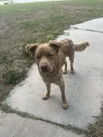 Simba , a male Chow Chow and Golden Retriever for sale in Tampa, FL – Photo 3 of 5