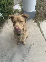 Simba , a male Chow Chow and Golden Retriever for sale in Tampa, FL – Photo 2 of 5