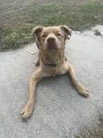 Simba , a male Chow Chow and Golden Retriever for sale in Tampa, FL – Photo 4 of 5