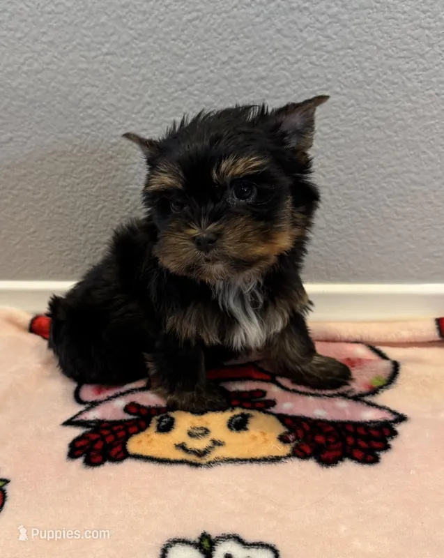Daisy  – Yorkshire Terrier puppy for sale in Jurupa Valley, CA
