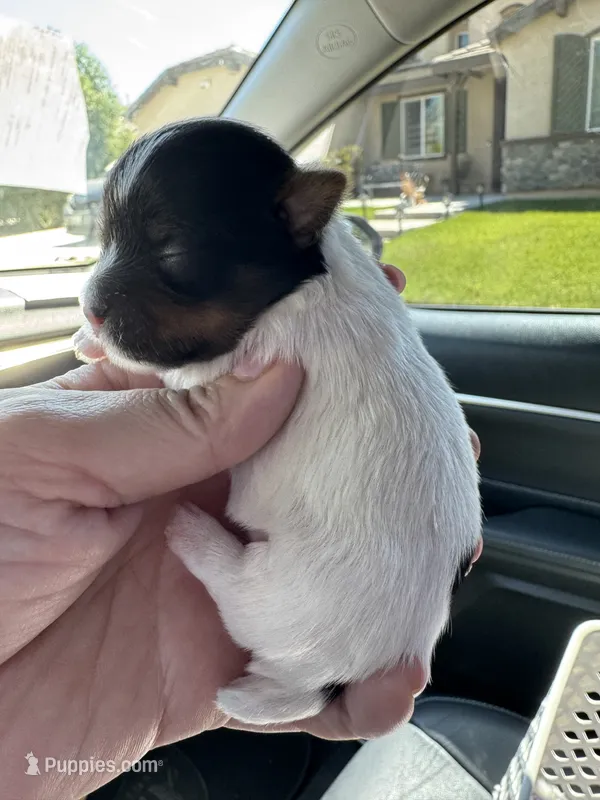 Dior  – Yorkshire Terrier puppy for sale in Jurupa Valley, CA