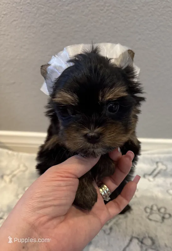 Daisy  – Yorkshire Terrier puppy for sale in Jurupa Valley, CA