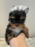 Daisy , a female Yorkshire Terrier for sale in Jurupa Valley, CA – Photo 2 of 2