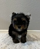 Buddy, a male Yorkshire Terrier for sale in Jurupa Valley, CA – Photo 2 of 2