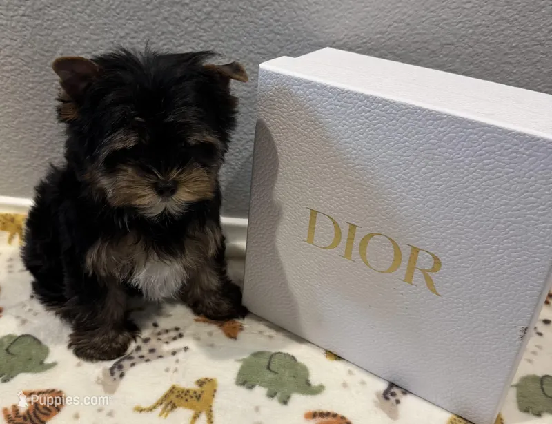 Dior – Yorkshire Terrier puppy for sale in Jurupa Valley, CA