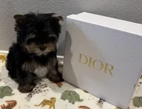 Dior, a male Yorkshire Terrier for sale in Jurupa Valley, CA – Photo 1 of 2