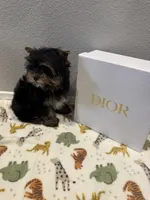 Dior, a male Yorkshire Terrier for sale in Jurupa Valley, CA – Photo 2 of 2