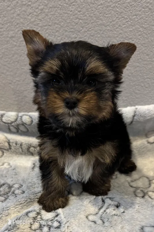 Buddy – Yorkshire Terrier puppy for sale in Jurupa Valley, CA