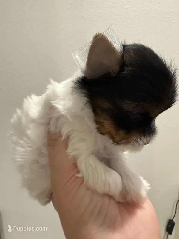 Bunny  – Yorkshire Terrier puppy for sale in Jurupa Valley, CA