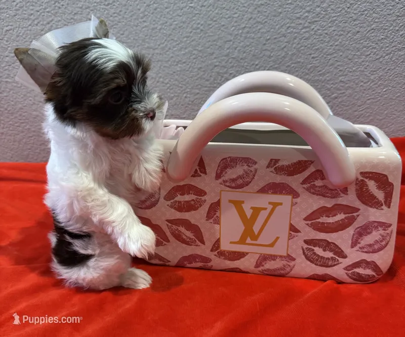 Lexie – Yorkshire Terrier puppy for sale in Jurupa Valley, CA