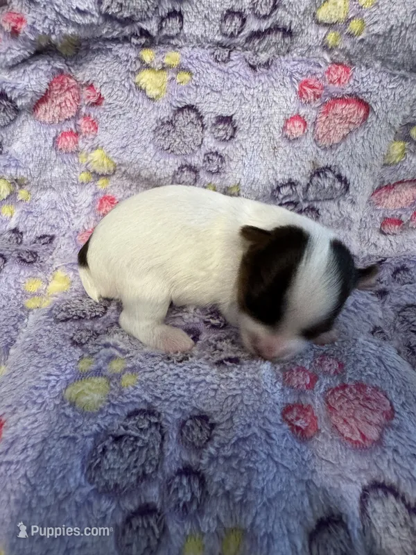 Bella  – Yorkshire Terrier puppy for sale in Jurupa Valley, CA
