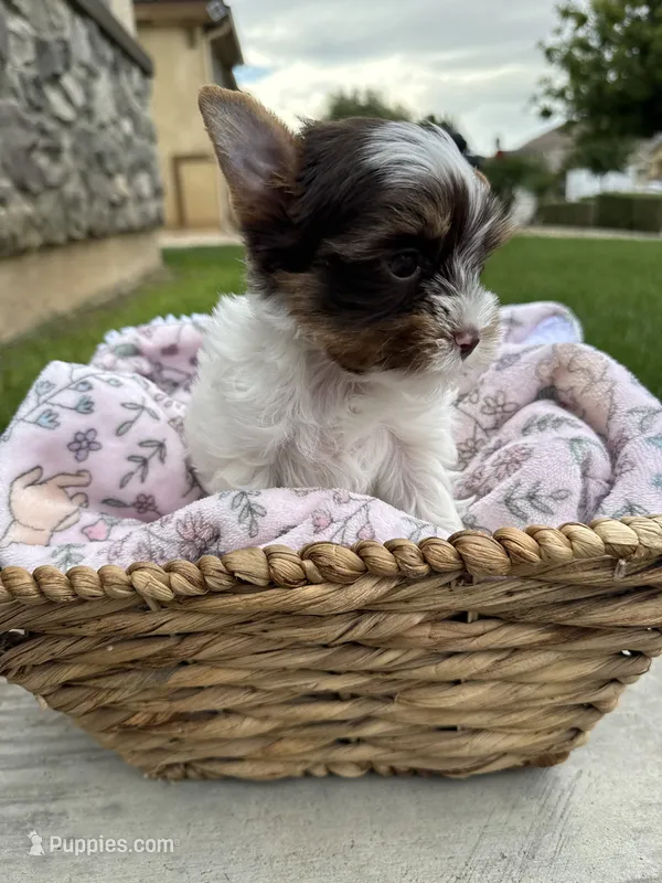 Lexie – Yorkshire Terrier puppy for sale in Jurupa Valley, CA