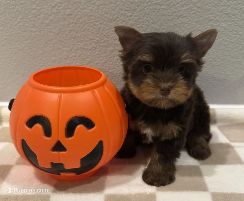 Honey – Yorkshire Terrier puppy for sale in Jurupa Valley, CA