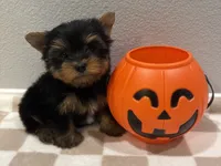 Teddy, a male Yorkshire Terrier for sale in Jurupa Valley, CA – 1 of 2