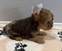 Coco, a female Yorkshire Terrier for sale in Jurupa Valley, CA – Photo 2 of 3