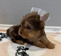 Coco, a female Yorkshire Terrier for sale in Jurupa Valley, CA – Photo 3 of 3