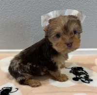 Coco, a female Yorkshire Terrier for sale in Jurupa Valley, CA – Photo 1 of 3