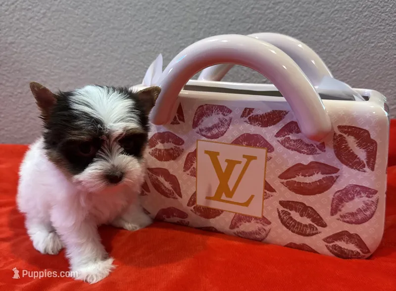 Bella  – Yorkshire Terrier puppy for sale in Jurupa Valley, CA