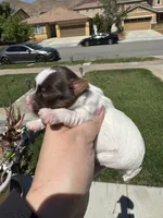 Lexie, a female Yorkshire Terrier for sale in Jurupa Valley, CA – 4 of 4