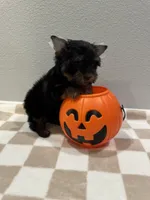 Charlie, a male Yorkshire Terrier for sale in Jurupa Valley, CA – 2 of 2