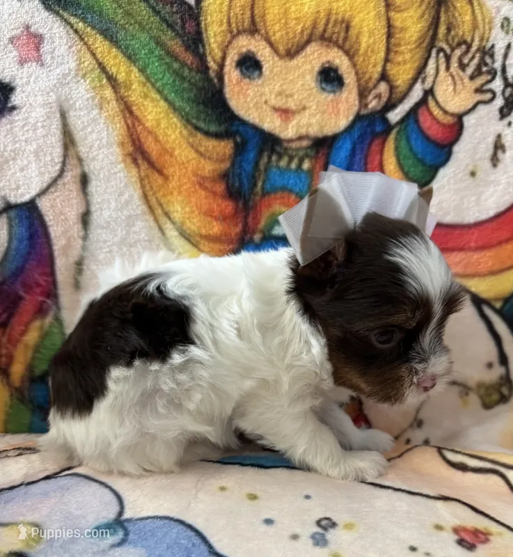Lexie – Yorkshire Terrier puppy for sale in Jurupa Valley, CA