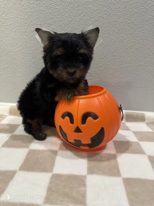Charlie – Yorkshire Terrier puppy for sale in Jurupa Valley, CA