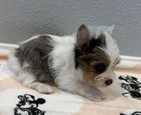 Berry, a female Yorkshire Terrier for sale in Jurupa Valley, CA – Photo 1 of 3