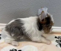 Berry, a female Yorkshire Terrier for sale in Jurupa Valley, CA – Photo 2 of 3