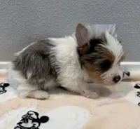 Berry, a female Yorkshire Terrier for sale in Jurupa Valley, CA – Photo 3 of 3