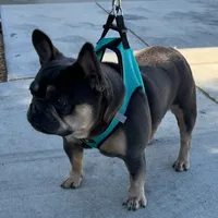 Prada, a female French Bulldog for sale in Jurupa Valley, CA – Photo 2 of 2