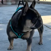 Prada, a female French Bulldog for sale in Jurupa Valley, CA – Photo 1 of 2