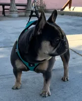 Prada, a female French Bulldog for sale in Jurupa Valley, CA – Photo 1 of 2